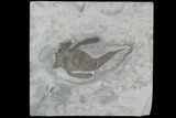 Eurypterus (Sea Scorpion) Fossil - New York #86881-1